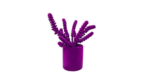 Crassula