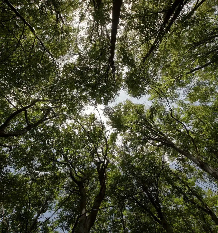 Nos partenaires sont certifiés par le Forest Stewardship Council